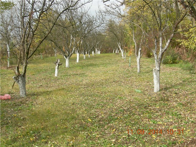 arčilend
